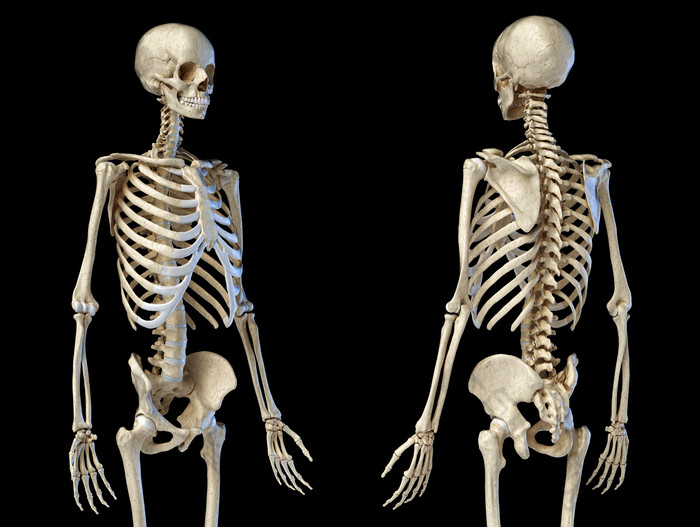 人类生物学骨架元素