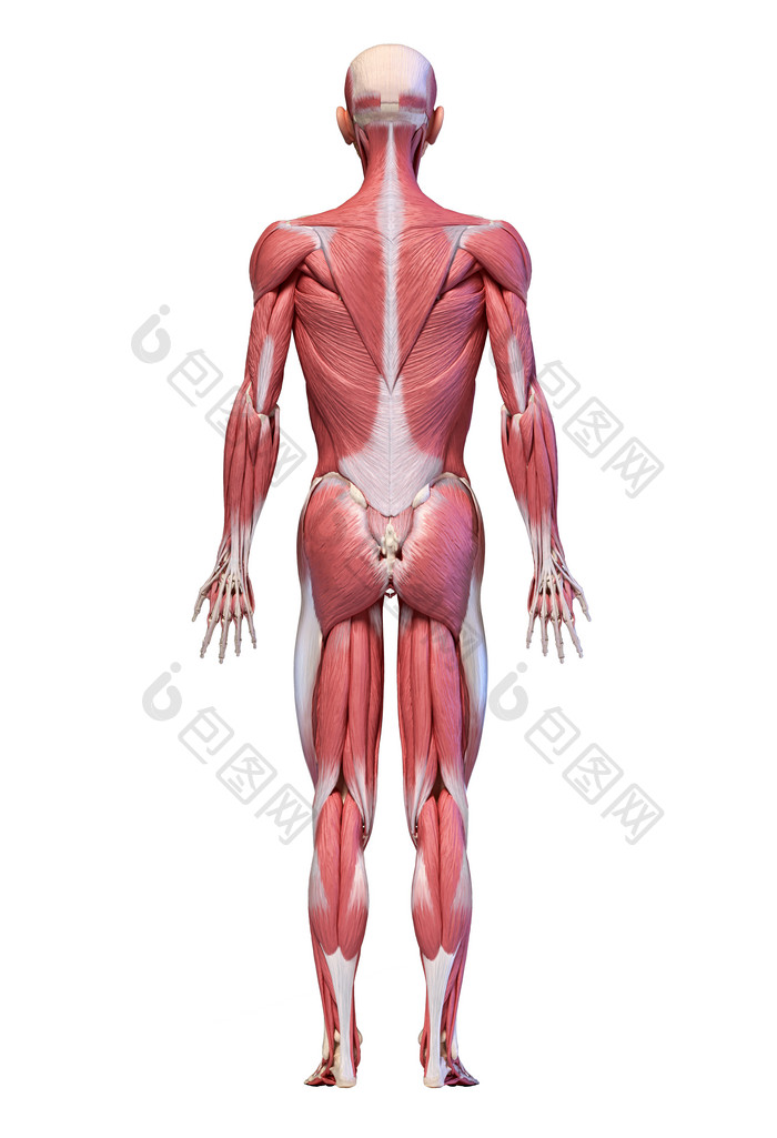 人类解剖学人体肌肉示意图