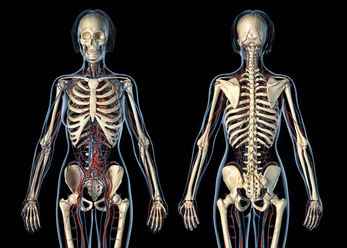 医疗人体骨骼透视图