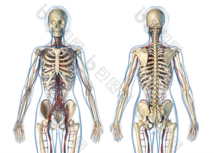 医疗卫生人体骨骼透视图