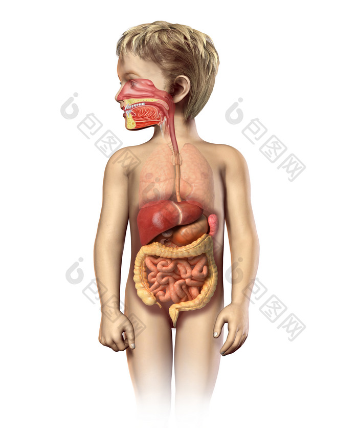 解剖学儿童肠胃结构摄影图