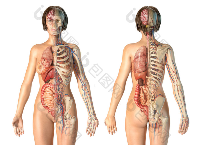 女性人体器官透视图