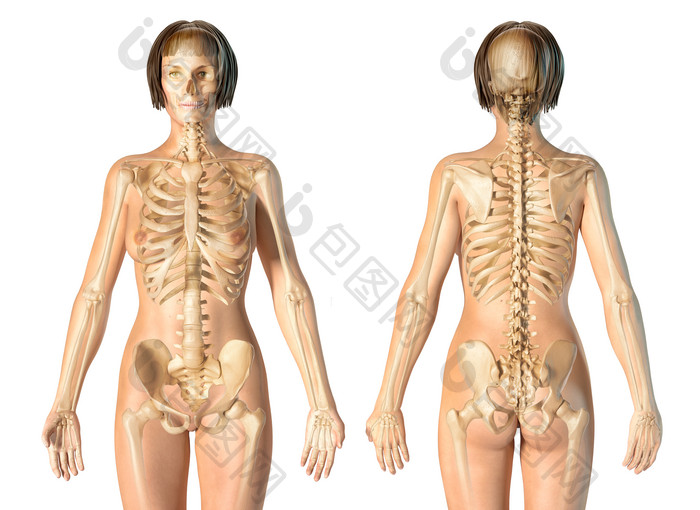 女性人体骨骼结构透视图