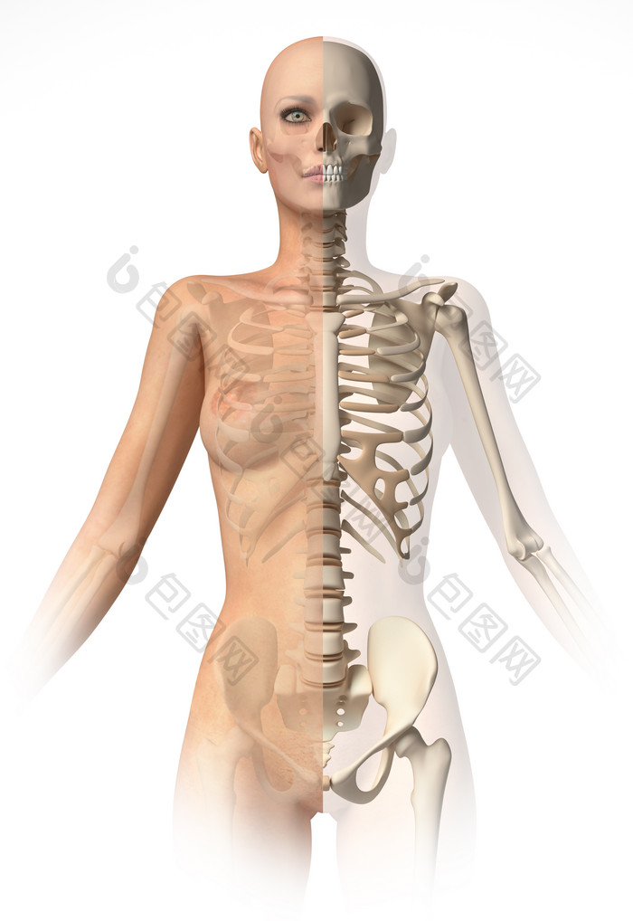 人类骨架结构摄影图