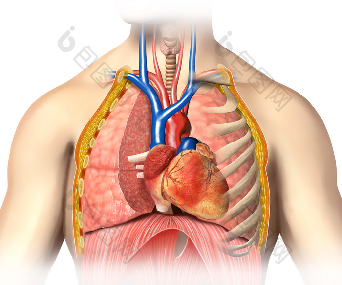 解剖学人体内脏摄影图