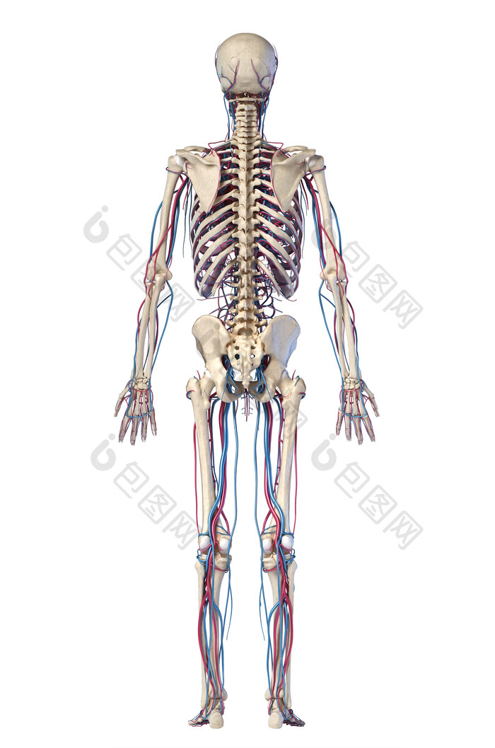 解剖学生物学骨架摄影图