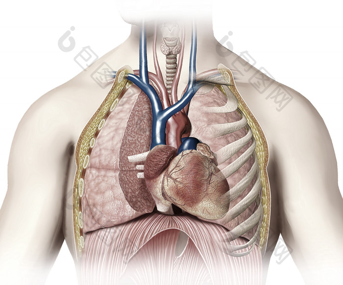 解剖学人类内脏摄影图