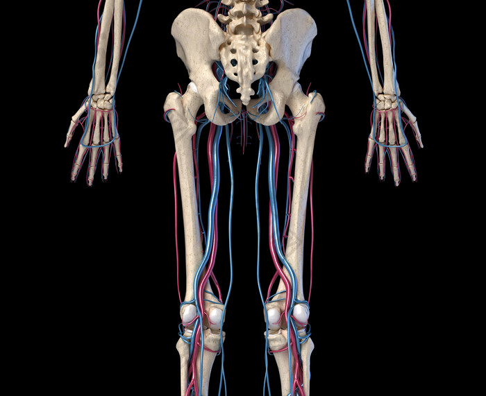 人类解剖学四肢摄影图