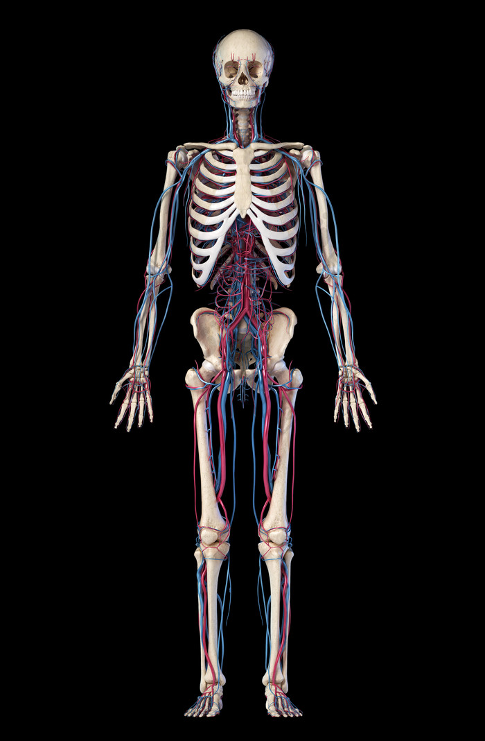 人类身体骨架元素