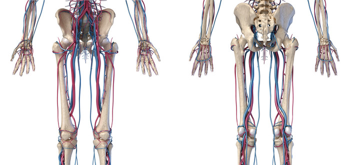 人类解剖学骨架动脉静脉摄影图