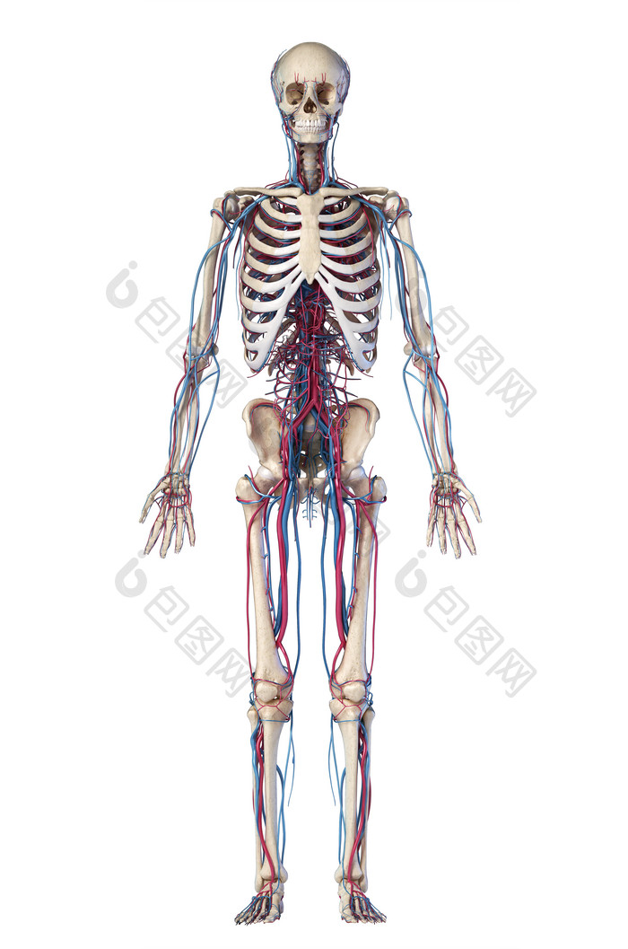 人体解剖学生物学骨架元素