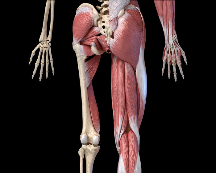 人类骨骼肌肉摄影图