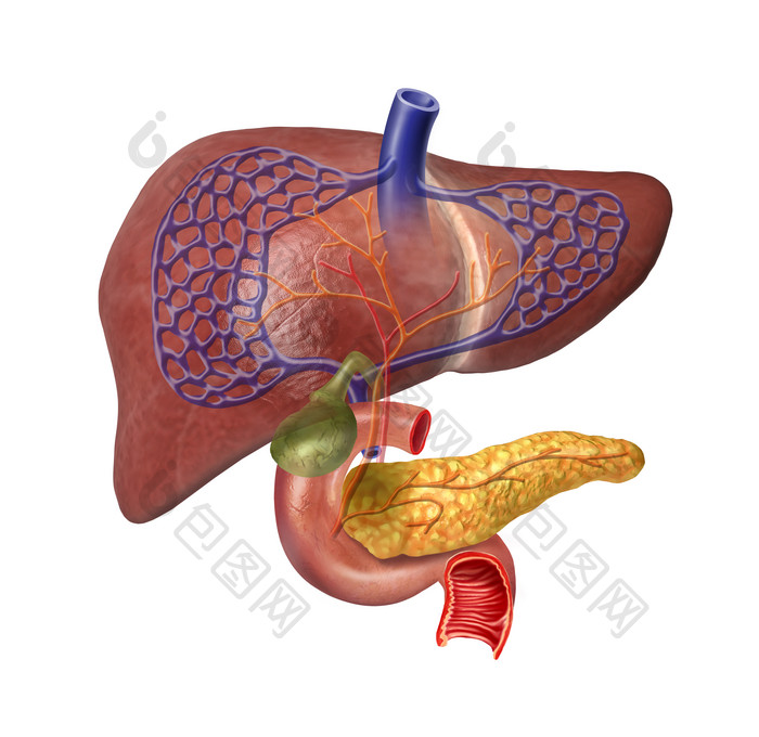 三维人体器官肝胆脾脏示意图