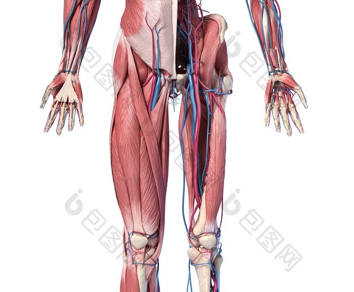 人类解剖学四肢心血管