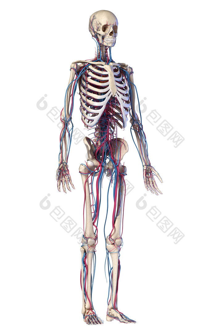 人类解剖学生物学骨架摄影图