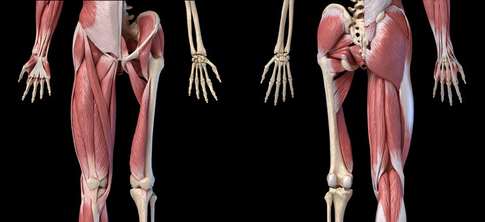 人体四肢肌肉骨骼结构图