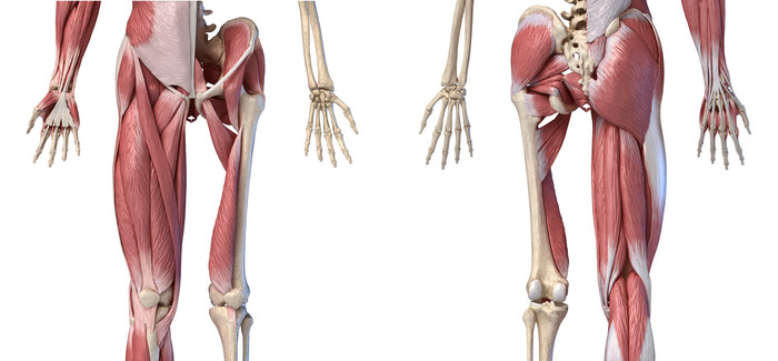 人类骨架四肢骨骼肌肉群组织