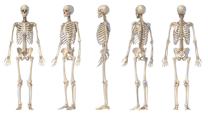 人类骨架骨头生物学摄影图