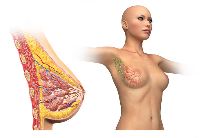 解剖学人体胸部乳腺摄影图