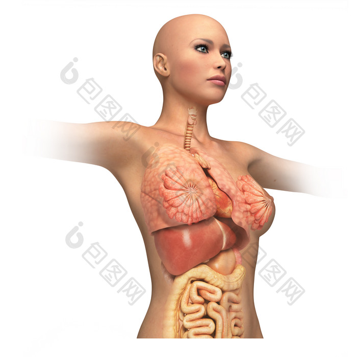 解剖学人体内脏器官摄影图