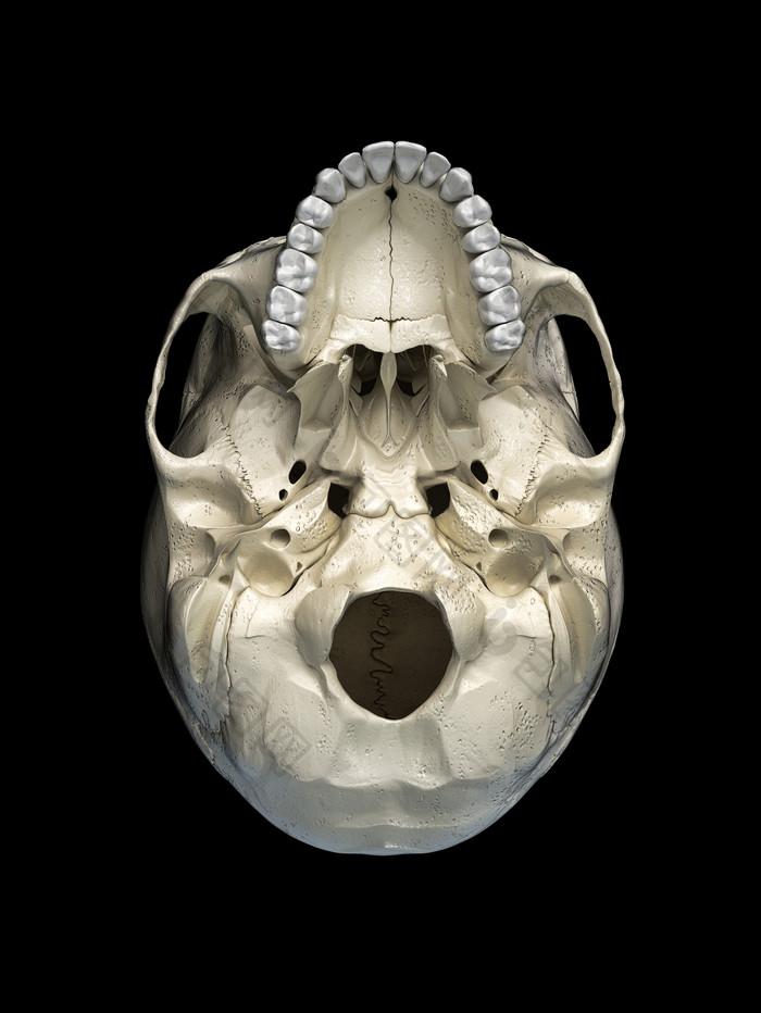 头骨人类解剖学摄影图