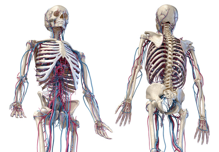 人类生物学骨架骨骼摄影图
