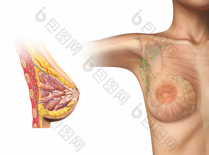 解剖学人类乳腺摄影图