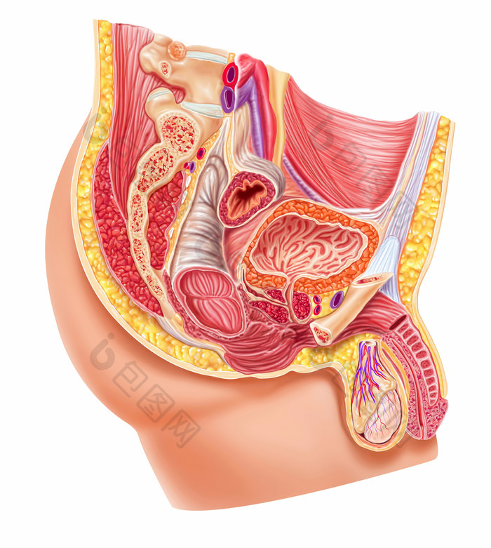 男性腹部肠道结构解剖图