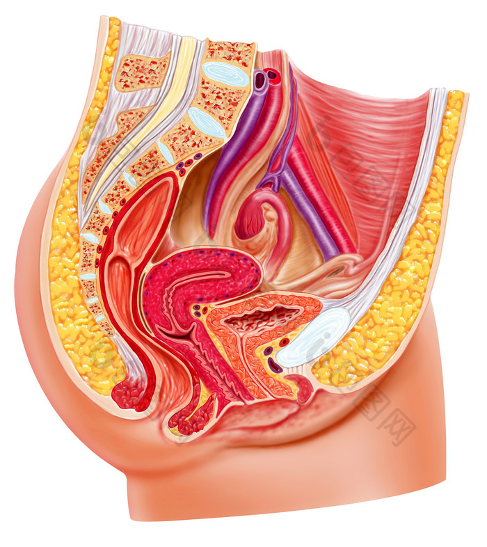 解剖学人类腹部结构摄影图