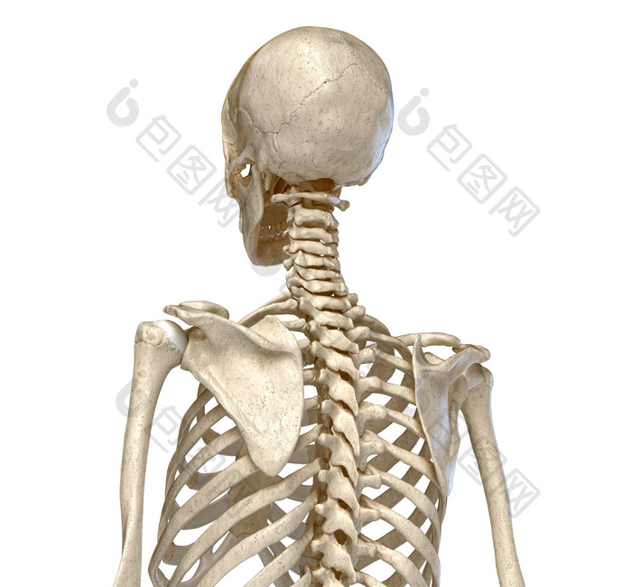人类生物学骨架骨头摄影图