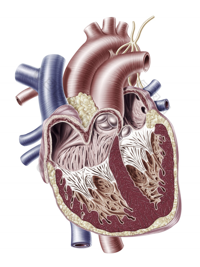 人体器官心脏结构解刨示意图