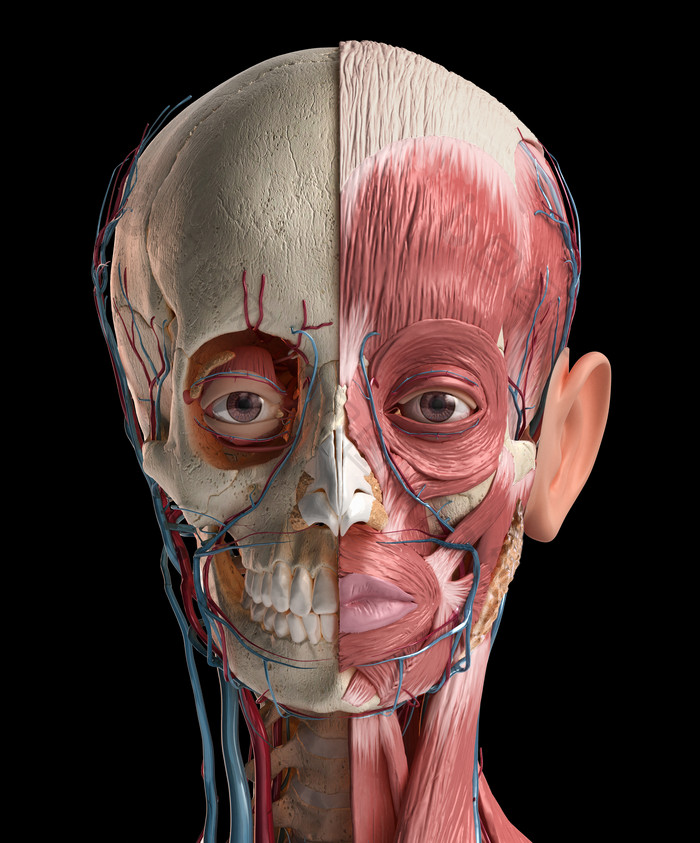 人类解剖学脸部肌肉骨骼摄影图