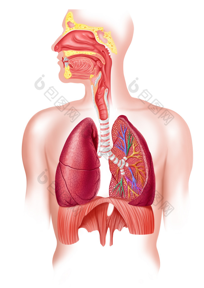 人体内脏肺部呼吸道摄影图