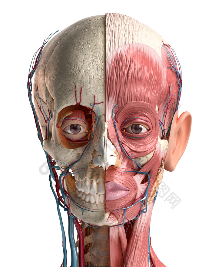 人类脸部解剖学生物学摄影图