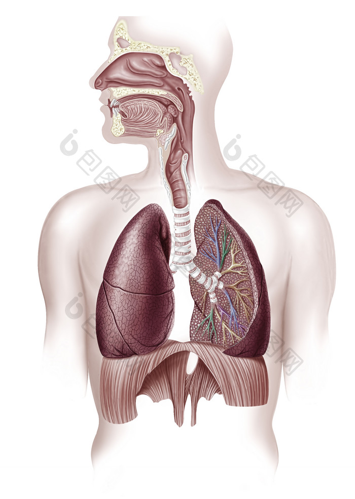 人体肺部内脏结构摄影图