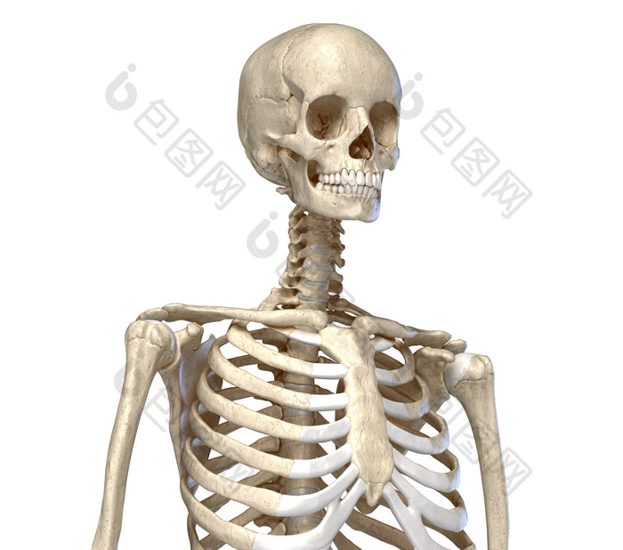 人类生物学骨架摄影图