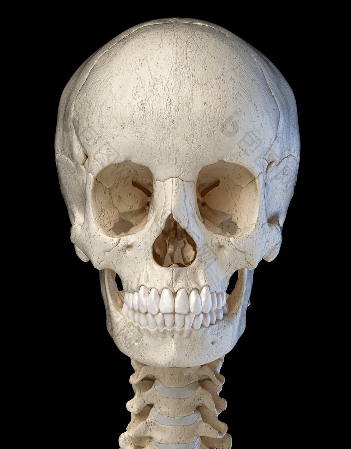 人类脸部头骨摄影图