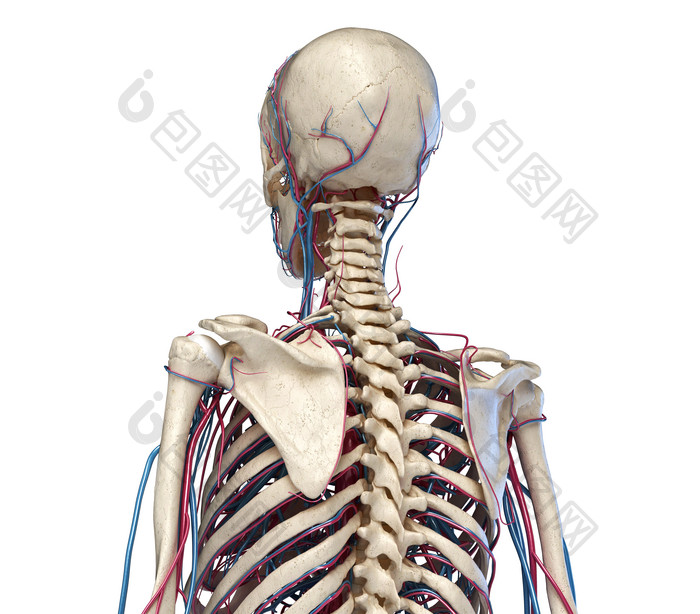 人体生物学骨架摄影图