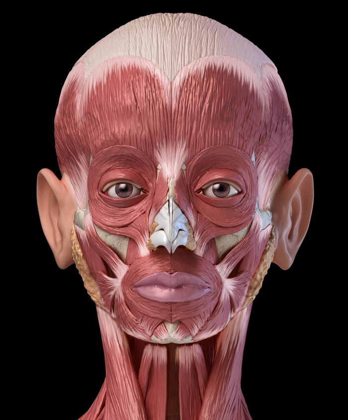 人类解剖学脸部肌肉摄影图