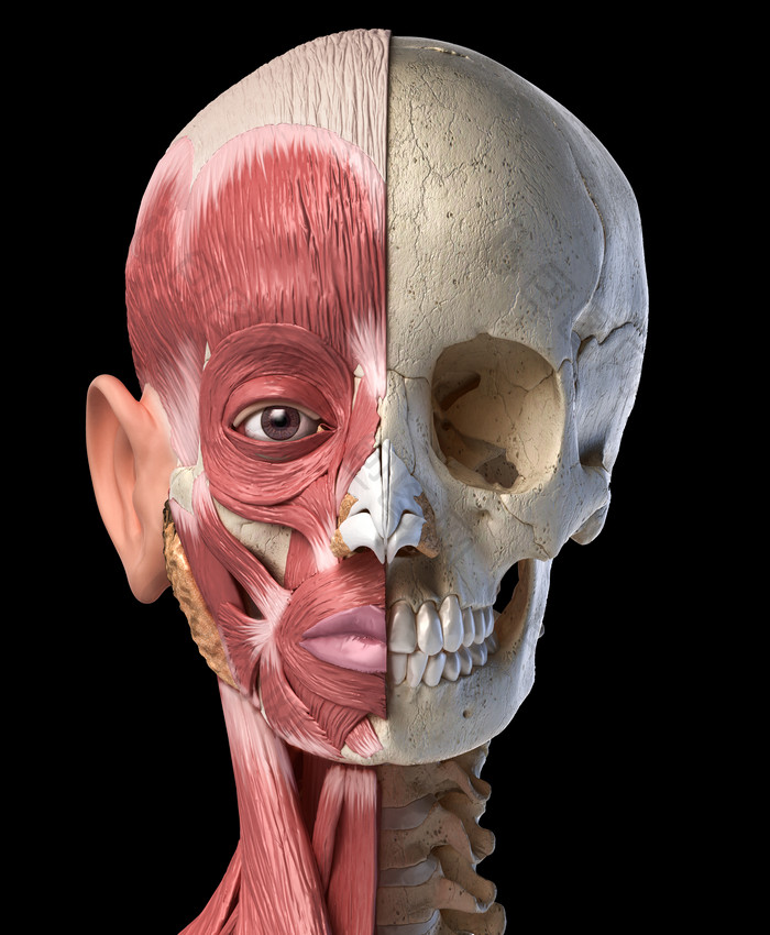 人类解剖学头骨结构示意图