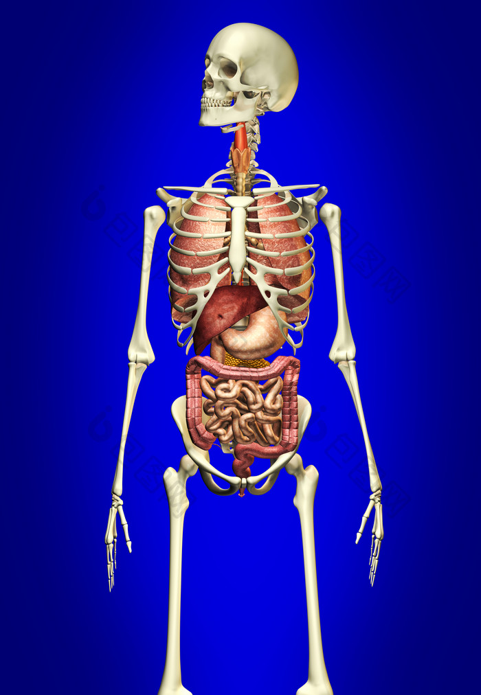 解剖学人类骨架内脏摄影图