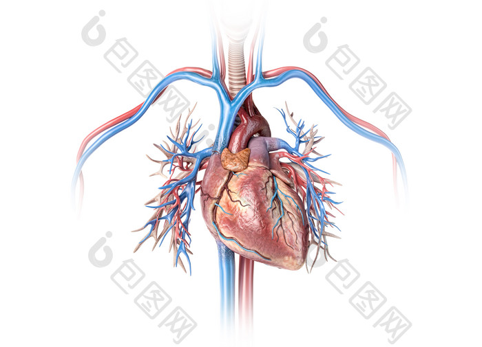 人体心脏血管结构展示图