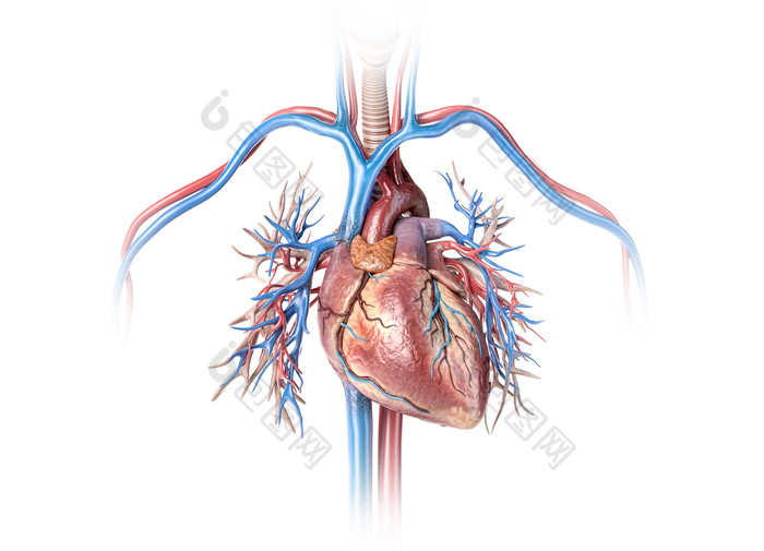 人体心脏血管结构展示图