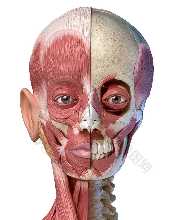 人类解剖学肌肉头骨结构示意图