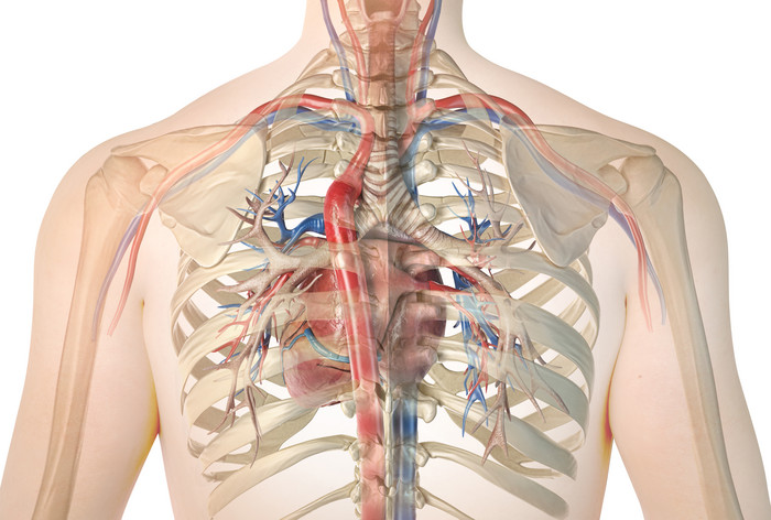 人体胸部内脏骨骼结构图