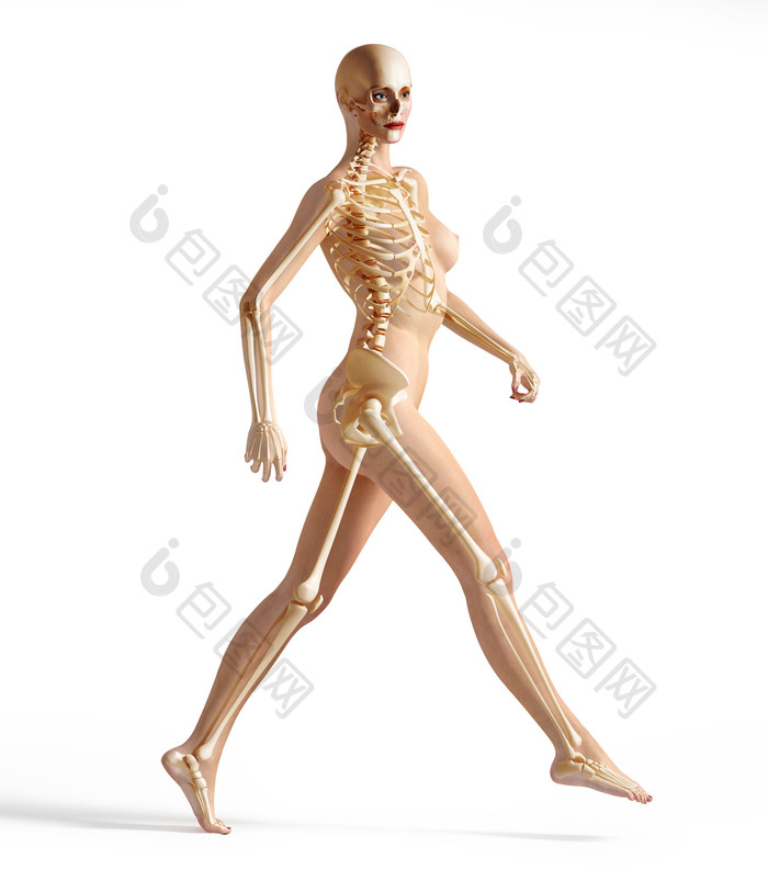 人类行走身体骨节摄影图
