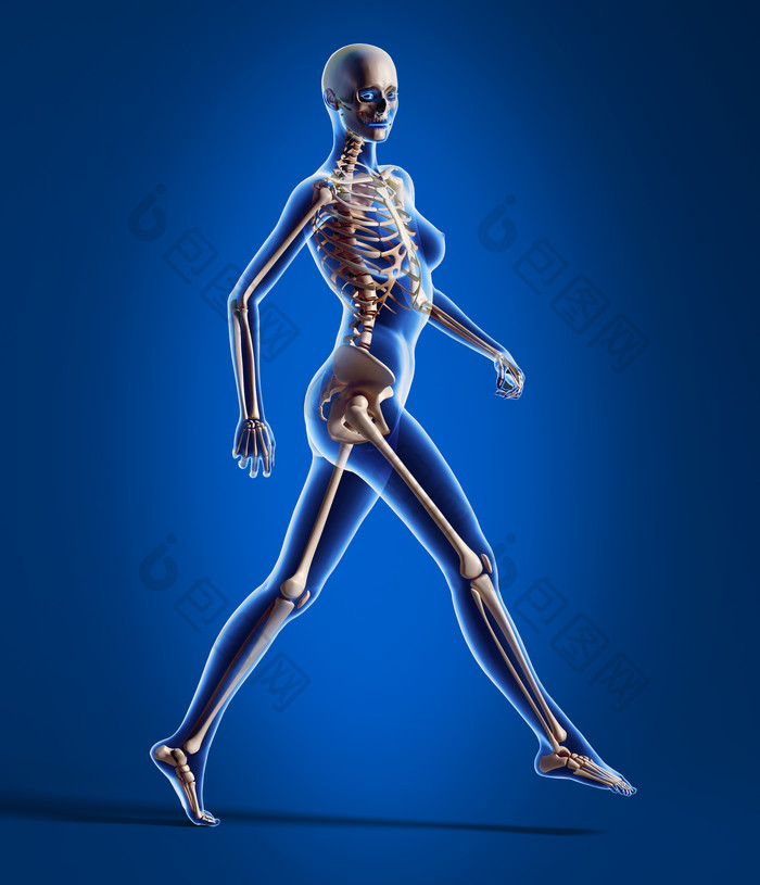 三维生物学人类行走骨节摄影图