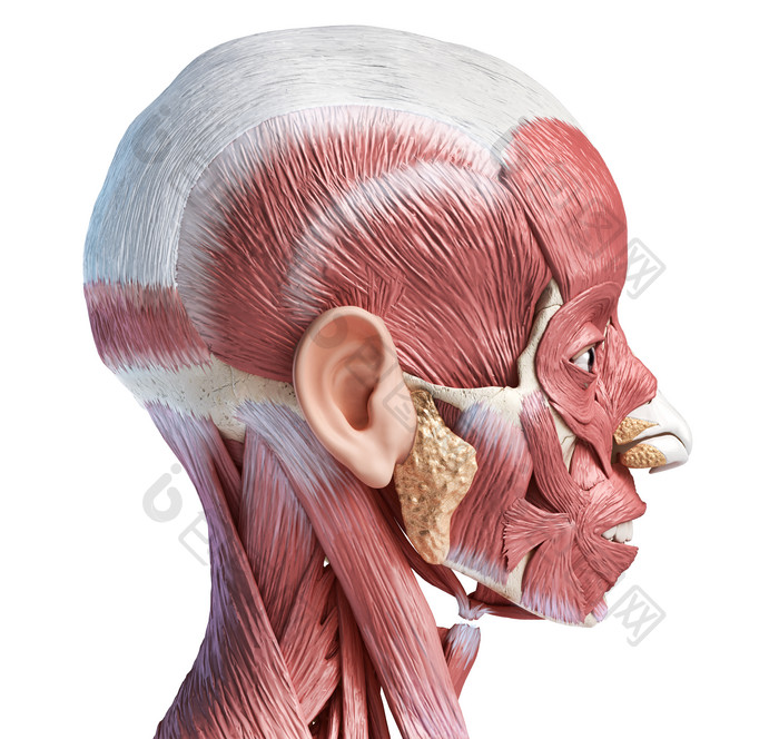 人类解剖学面部颈部肌肉结构