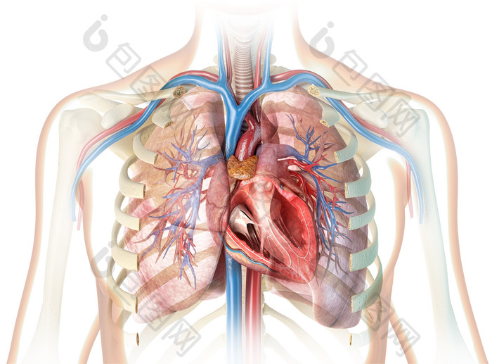 胸部内脏心肺结构示意图