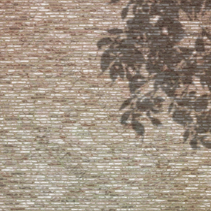 砖墙纹理上树叶的三维阴影